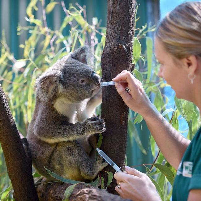 A worker looks after a koala at Currumbin Wildlife Hospital. Picture: Currumbin Wildlife Hospital