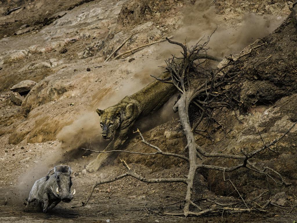 Lumix People’s Choice Award: Ambush by Federico Veronesi, Kenya/Wildlife Photographer of the Year 2018/Natural History Museum. On a hot morning at the Chitake Springs, in Mana Pools National Park, Zimbabwe. Federico watched as an old lioness descended from the top of the riverbank. She’d been lying in wait to ambush any passing animals visiting a nearby waterhole further along the riverbed.