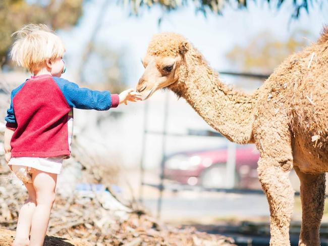 The Eyre Reptile and Wildlife Park will close its gates for the final time Sunday. Picture: supplied