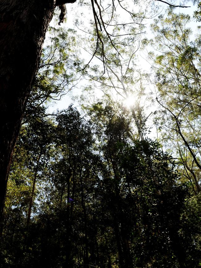 Callicoma Walk in Cherrybrook. Picture: Peter Kelly