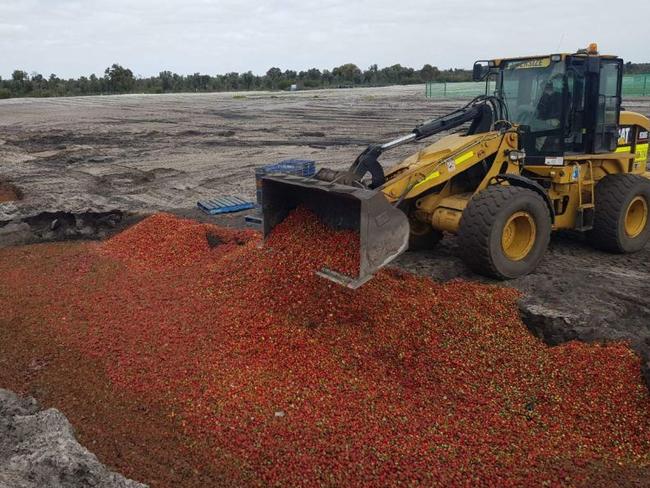 Strawberries being dumped in WA. Picture: Jamie Michael via ABC