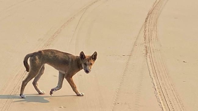 A dingo on the beach on K’gari.