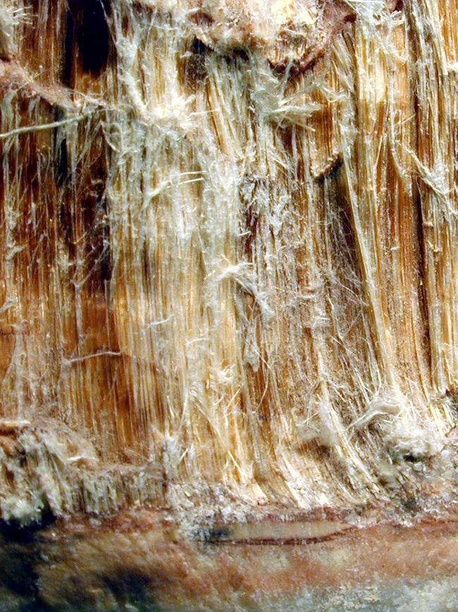 Asbestos fibres.