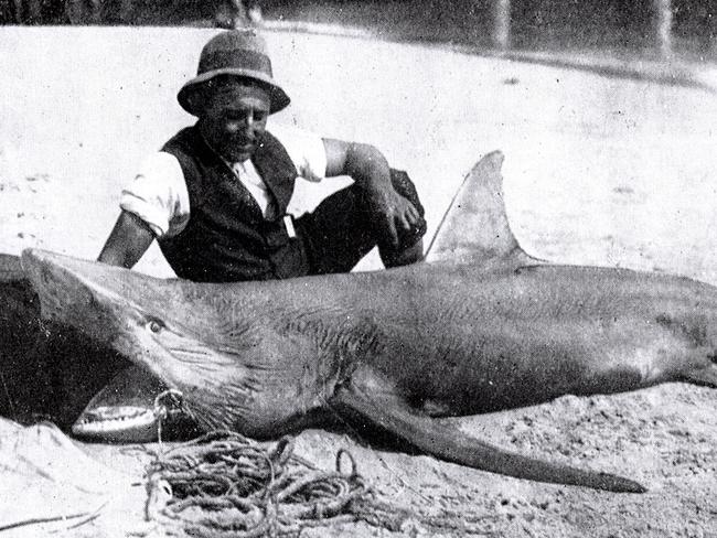 A SHARK CAUGHT AT MANLY Picture: SUPPLIED