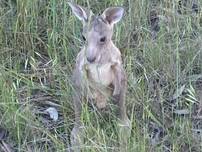 This joey was spotted stranded on a piece of dry land in Mooroopna before it was rescued. Picture: Wildlife Victoria