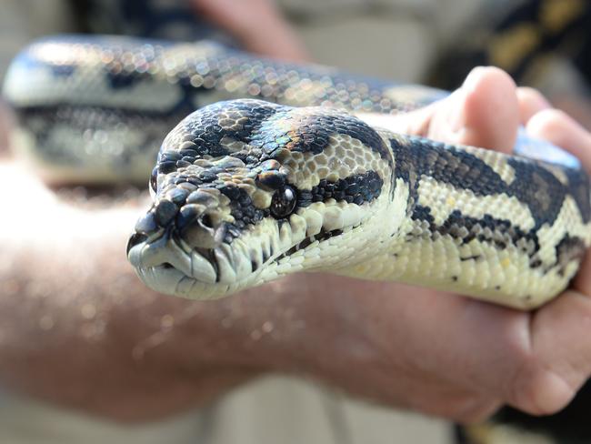 SNAKE BITE: A local has reportedly been bitten by a snake.