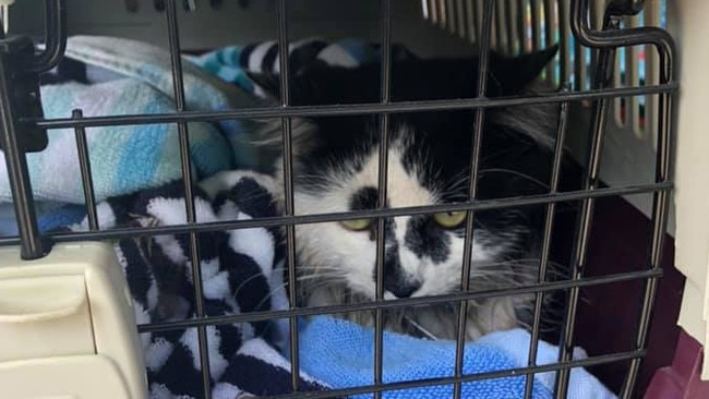 A cat was found caught in a horrific trap in Mooroolbark.