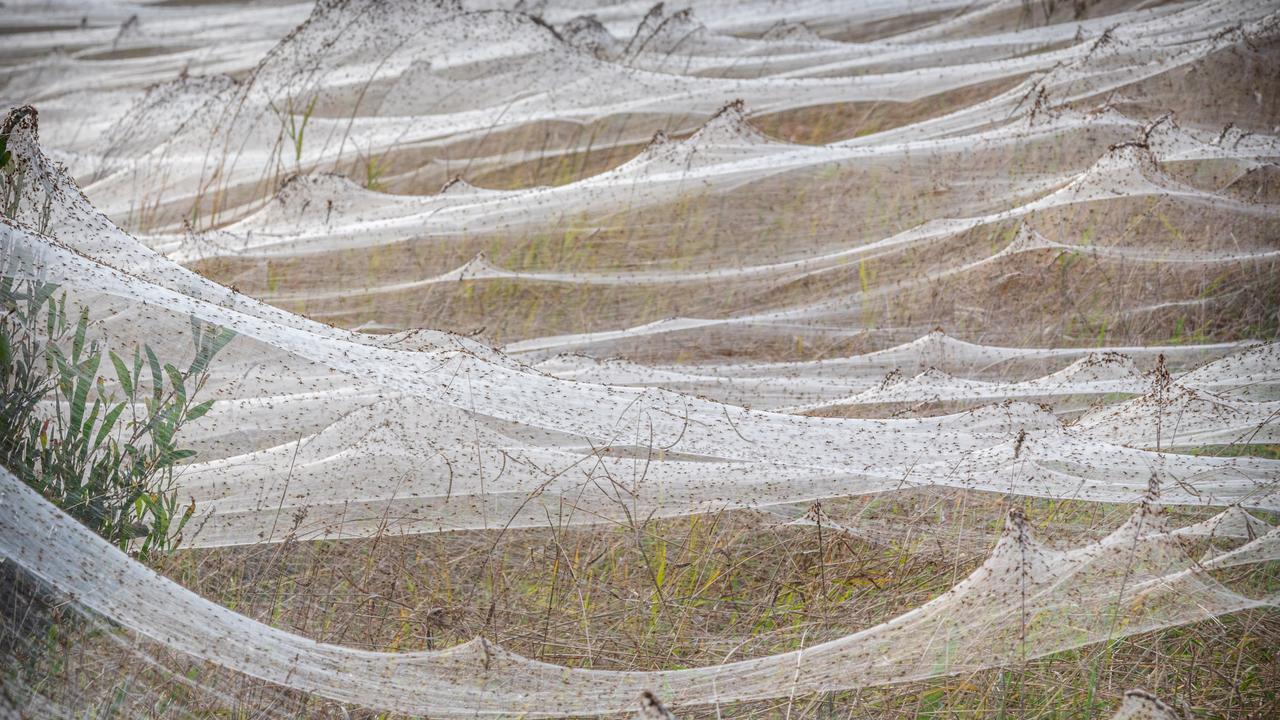 Australia in 'spider apocalypse' as huge webs spotted on roadside