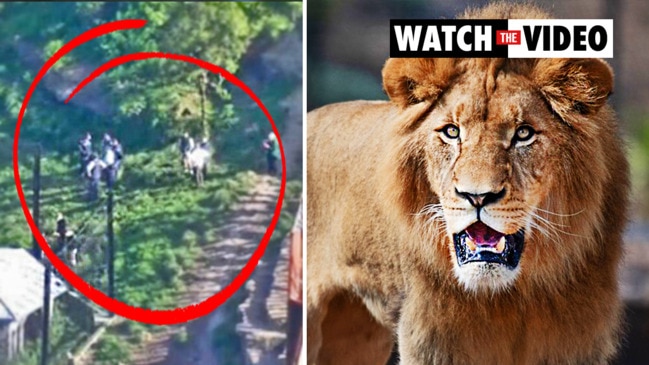 Taronga Zoo staff reveal how five lions escaped | news.com.au