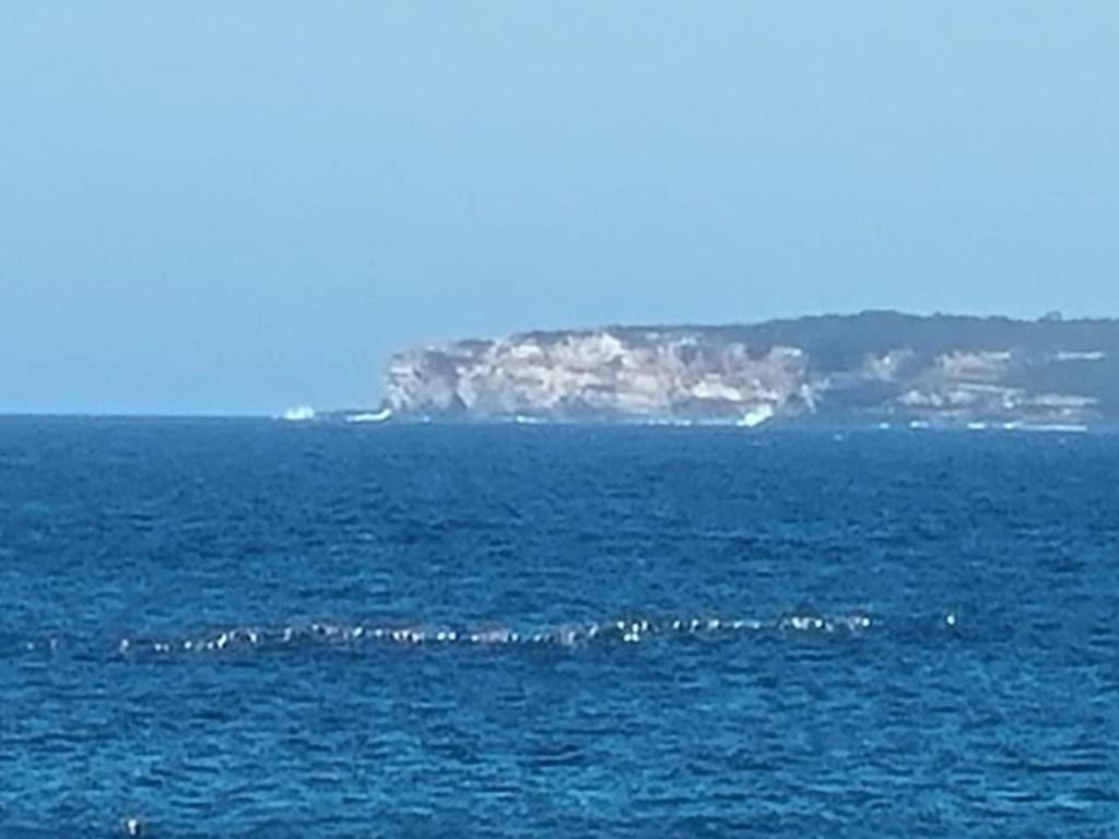 Protesters at Bondi Beach formed a line across the length of the shark net in order to show that they don’t span the entire beach. Picture: Supplied