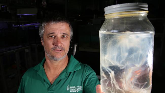 Dr Jamie Seymour, Associate Professor for the Queensland Tropical Health Alliance at the School of Public Health and Tropical Medicine, Cairns Campus, says swimming in the region’s water at this time of year was “Russian roulette”.