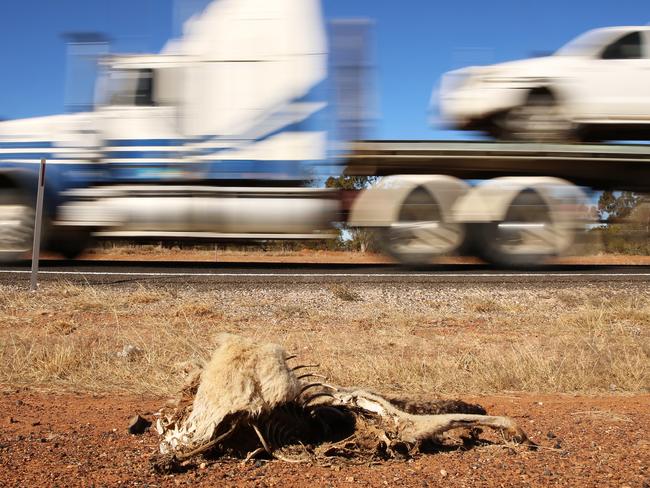 **** WARNING **** STRICT EMBARGO UNTIL JULY 1ST - MUST SPEAK TO JEFF DARMANIN BEFORE PUBLISHING - SUNDAY TELEGRAPH - Images of drought ravaged north west NSW as the area battles through one of the worst dry spells in history. Road kill near Walgett. Pic, Sam Ruttyn