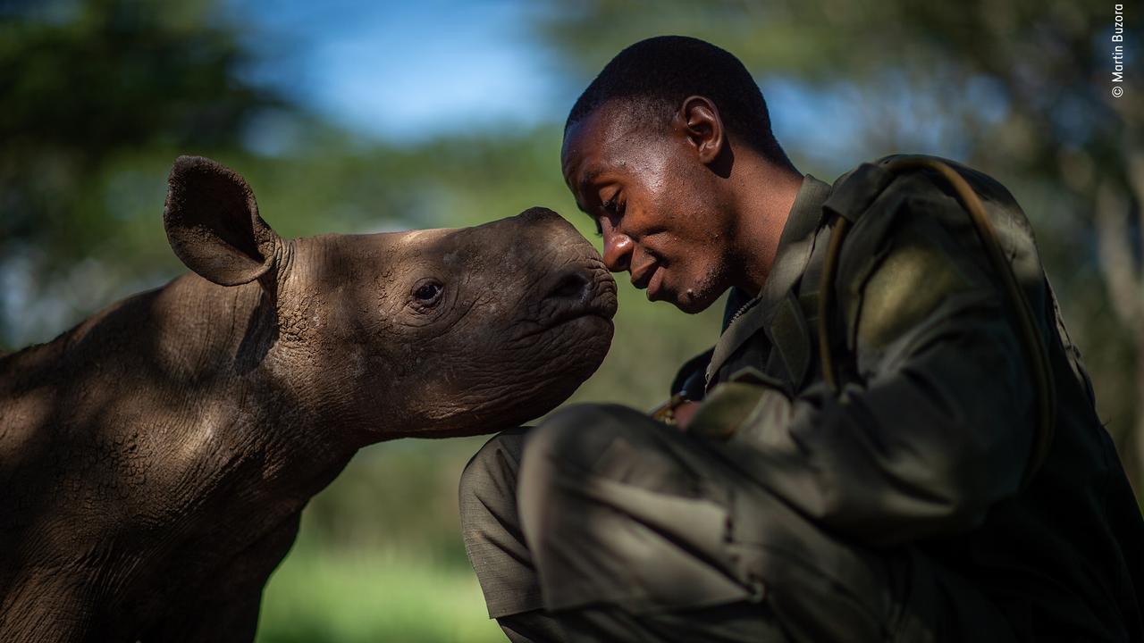 Ranger Elias Mugambi with a young orphaned black rhino in northern Kenya. Picture: AAP/Wildlife Photographer of the Year/Natural History Museum, Martin Buzora