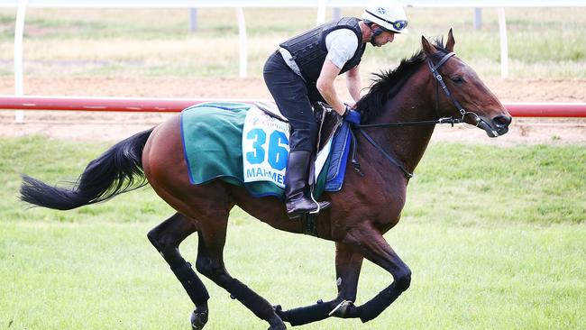 Marmelo gallops during a Werribee trackwork session. Picture: Michael Dodge