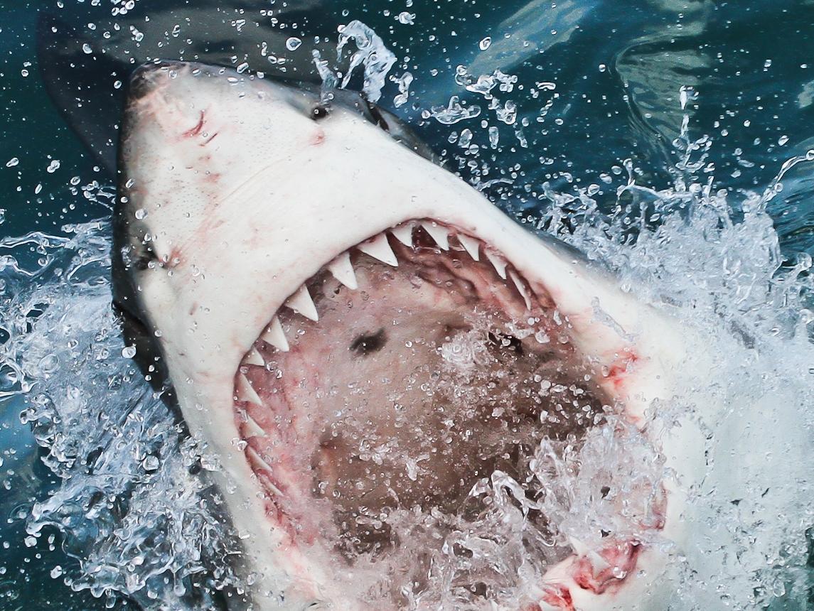 Большие зубы акулы