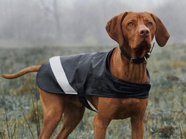 These are the best rain coats for your dog on the market right now. Picture: Stutterheim