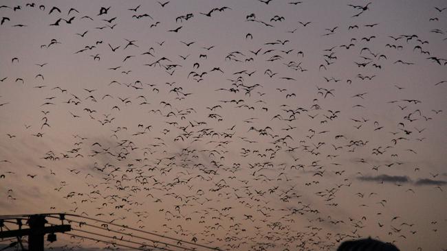 Southern Downs Regional Council is monitoring flying foxes nested in Stanthorpe’s Quart Pot Creek.