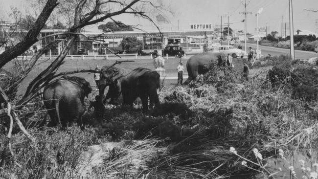 <s1>Elephants from a visiting circus, in the early 1960s, graze on the Sturt Creek banks at Darlington, with King Neptune and the Neptune station behind.</s1>                        <b id="U63248801849cD" style="font-weight:normal;font-style:normal;"> Picture: DOUG SHEEHAN</b>