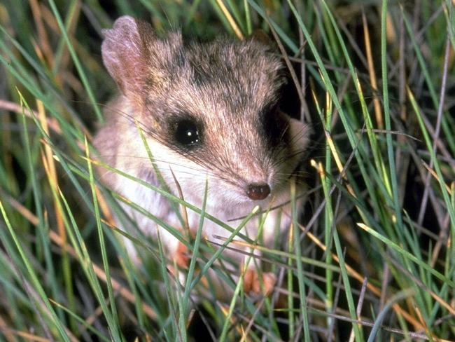 The sandhill dunnart.