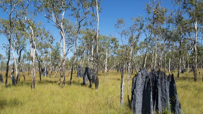 Seven sites in Cape York have been nominated to the World Heritage tentative list. Termite mounds on the Savanna Plains at Olkola Country