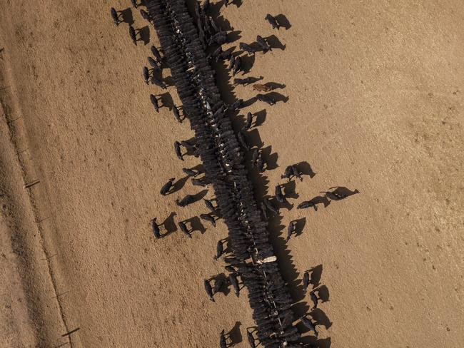 An bird’s eye view of the cattle feeding operation on the property Toorawandi owned by Coonabrabran farmer Ambrose Doolan and his wife Lisa. Picture: Brook Mitchell/Getty Images