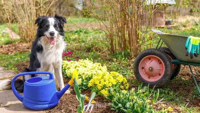 Not all plants are considered safe for pets in the garden.