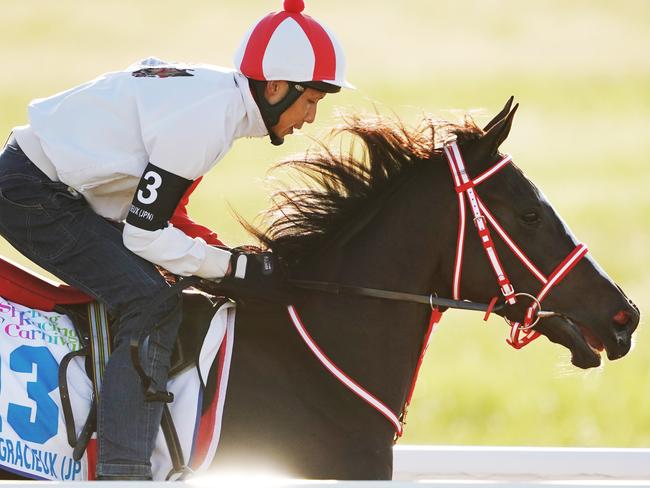 Lys Gracieux gallops at the Werribee International Horse Centre.