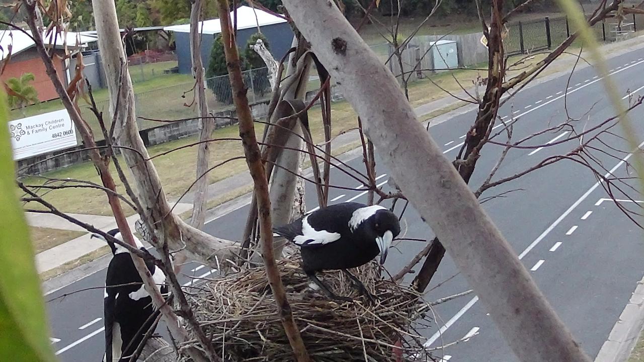 Photographer Captures Life Inside Magpie Nest The Courier Mail