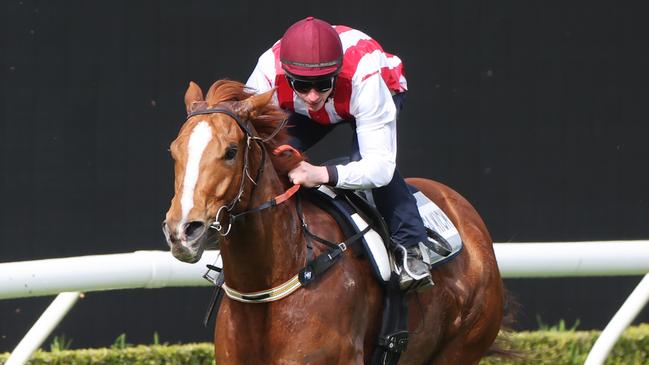 Embargoed for The Daily telegraph. 19.8.2024 Barrier Trial 3.  Giga Kick,  Barrier Trials at Royal Randwick Racecourse for some Everest Runners. Picture: Rohan Kelly