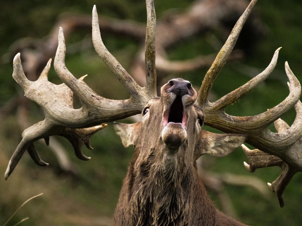 Photographer Name: Kaleb White The Roar. An intense occurrence of Red deer taken during the annual breeding season on the North island of New Zealand. I was commissioned to record the essence of stag (males) behavior during the peak roar. Stags are most vocal and have a very distinct roar sound when attracting hinds (females). Stags establish dominance during the roar by not only vocalizing their superiority but also displaying forms of mature postures and often fighting with competing stags to mate with hinds. Being able to safely document large, antlered, wild, and aggressive stags has taken years of practice and patience. Witnessing intense, raw moments, for a brief time, ultimately provides a better understanding of red deer behavior; the essence of The Roar. Picture: Kaleb White, United States of America, Shortlist, Professional, Natural World Wildlife (2018 Professional competition), 2018 Sony World Photography Awards