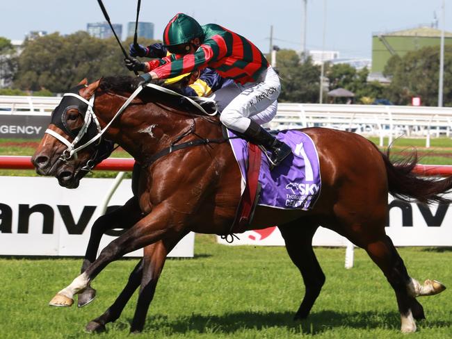 Former star racehorse The Autumn Sun is off to a great start at stud and has five filies in the Australasian Oaks at Morphettville. Picture: Grant Guy