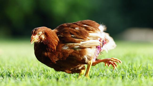 April the chicken was born with an extra set of legs, making her a four legged hen. After being targeted by the other chickens in the roost, April is now being cared for by a pair of bird carers. They plan on fund raising enough money to give April surgery on her rear appendages. Picture: Brendan Radke