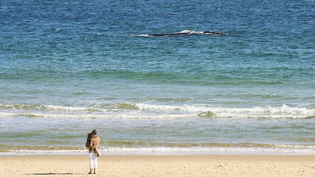 A person watches the whale and her calf in the ocean off Christies Beach on Wednesday. Picture: Matt Loxton