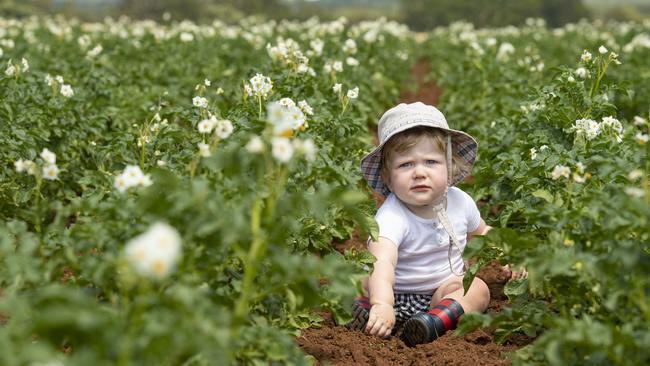 Spudfest organiser Kye Theobald’s son Teddy in this year’s potato crop at Trentham. Picture: Zoe Phillips