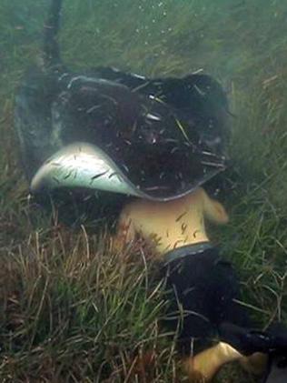 Johnny Debnam has a friendly encounter with a stingray. Photo: TerraAustralis.tv