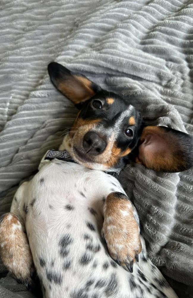 Winnie (The Pooh): Mel Stevens' 8 and a half month old Pedigree Miniature Dachshund