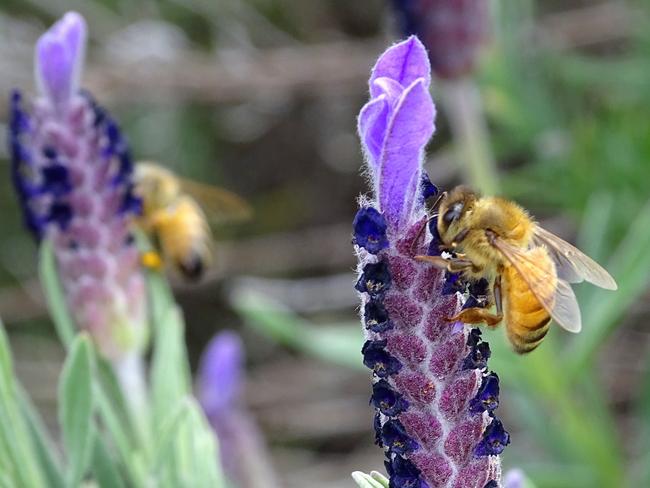 Busy bees enjoying the wonderful lavender at the Jasmin Organics gardens on Tamborine Mountain. Picture: Karen Wheeler 