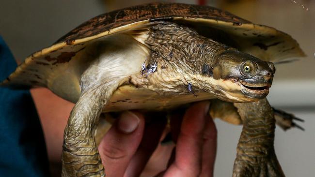 Teacher feeds puppy to turtle in front of class: reports | news.com.au ...