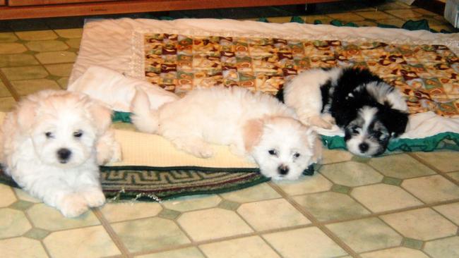 Charlie as a puppy with her two siblings in 2009.