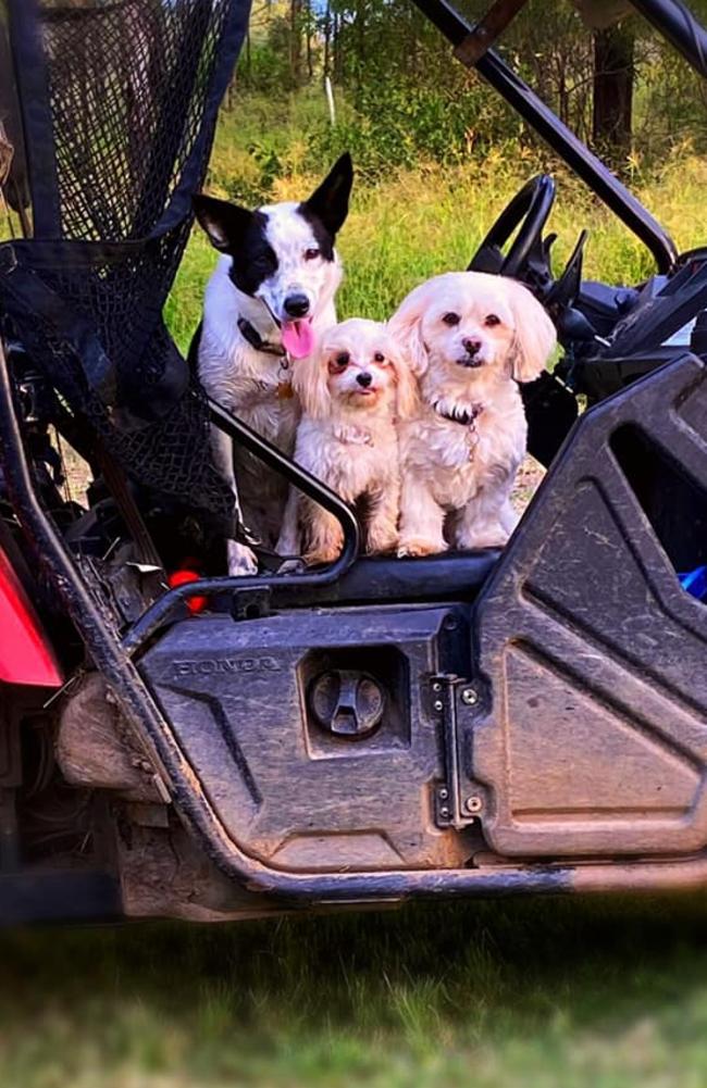 Ipswich Cutest Dog Competition 2022: Tanya Falkenhagen's three dogs.