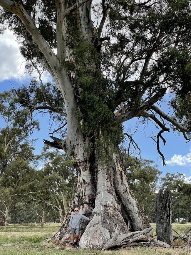 Old Emu Foot pictured with property owner Dave McCallum. Credit: District Council of Mount Remarkable