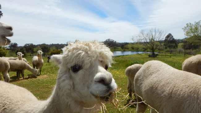 18/25Alpaca picnic, Yass, NSW
Matt Cosgrove’s Macca the Alpaca picture books have seen toddlers around Australia become fascinated by these goofy-looking South Americans. Encourage their curiosity by taking them to meet the real deal at Clearview Alpacas Farm, near Yass. You can touch their soft fleece and roll out a picnic on the sprawling property. Visits by appointment.