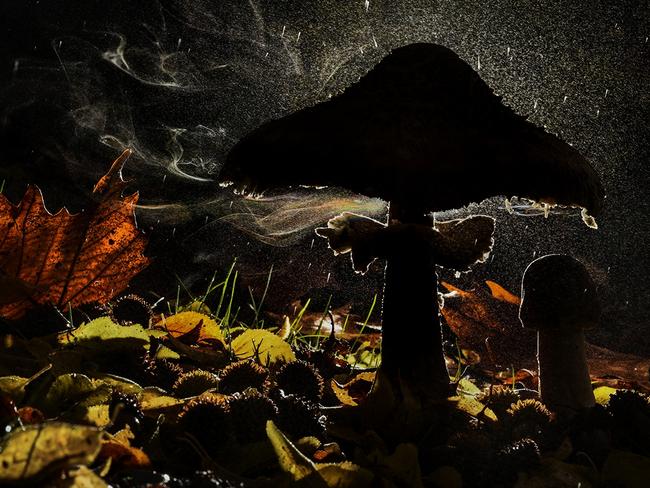 A fungus releases its spores in the forest near Mount Olympus, Greece. The colourful touches come from refraction of the light passing through the spore-laden air currents and rain. Picture: Agorastos Papatsanis/Wildlife Photographer of the Year