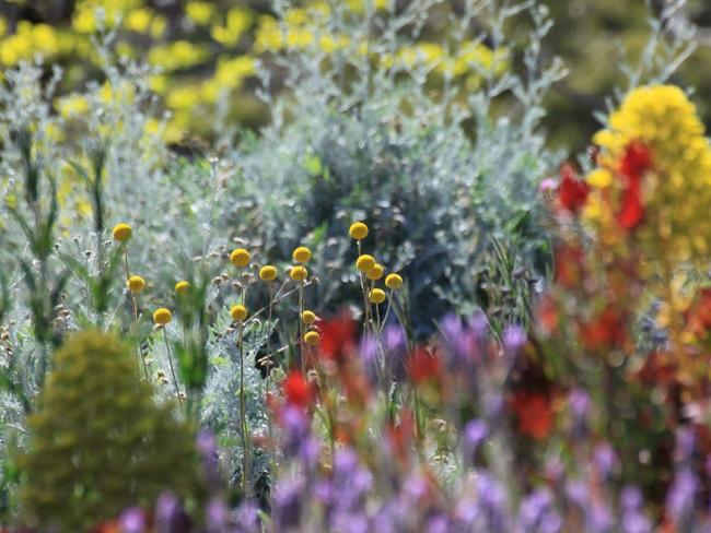 Creative: flowers in bloom in the garden