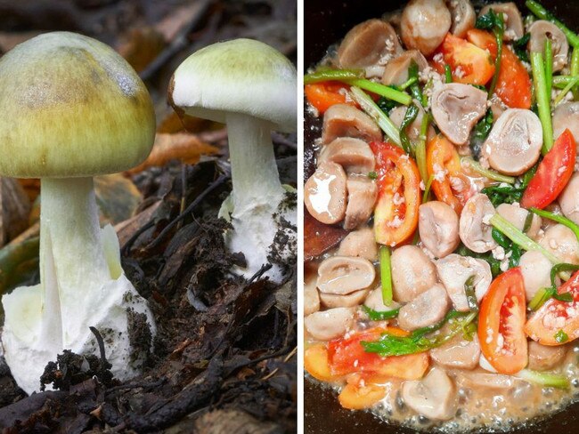 Deathcap mushroom (right), a stir fry using straw mushrooms (left)