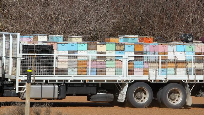 Bees are in hot demand across almond orchards in August. Picture: Dale Webster