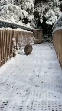 Wombat Greets Passerby in Snow-Covered Cradle Mountain, Tasmania