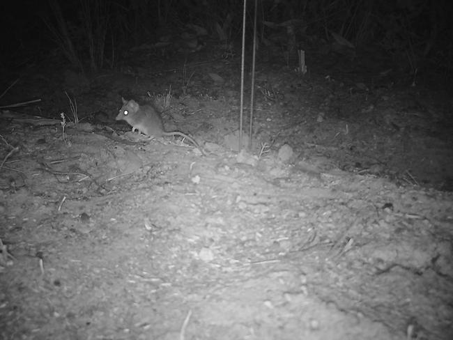 Survivor. A Kangaroo Island dunnart, captured on motion-sensing cameras in the aftermath of the bushfires that burnt 98 per cent of their habitat.