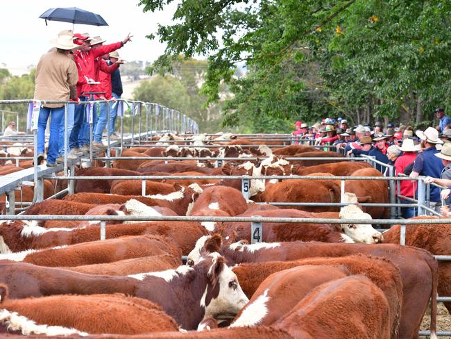 NEWS: High Country Weaner sales 2023Omeo sale WednesdayPICTURED: Omeo salePICTURE: ZOE PHILLIPS