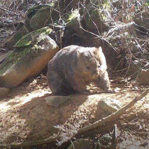 Wombat. Picture taken with a trailcam. Picture: JENNY CAMBERS-SMITH